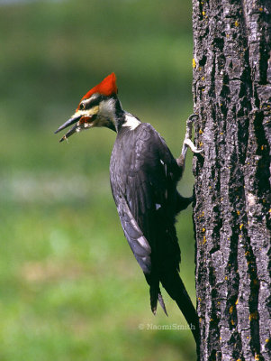 Pileated Woodpecker - Scan.