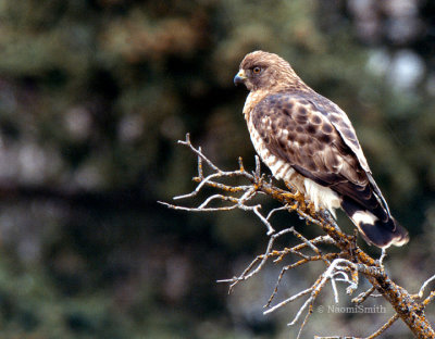 Broad-winged Hawk 3 S/I