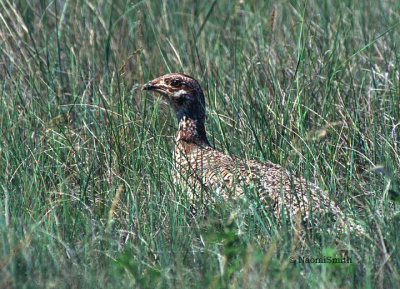 Sharp-tailed-Grouse (Scan)
