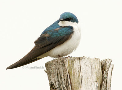 Tree Swallow (Iridoprocne bicolor)  MY5 #145