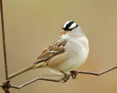 White-crowned Sparrow - Zonotrichia leucophrys M5 #133