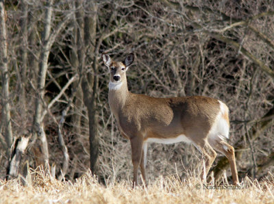 White-tailed Deer MR14 #6256