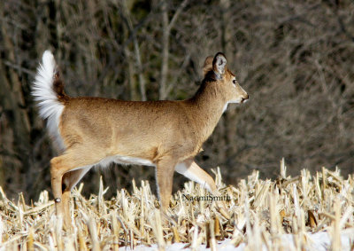 White-tailed Deer MR14 #6248