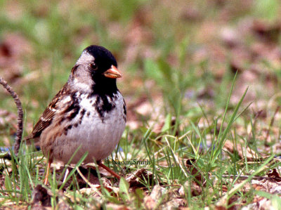 Harris Sparrow (Scanned)