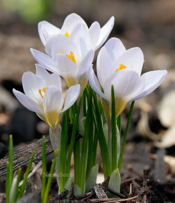 Pearl Crocus AP14 #6845