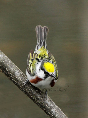 Chestnut-sided Warbler MY14 #7700