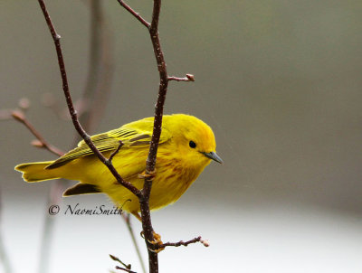 Yellow Warbler - Dendroica petechia  MY14 #7583