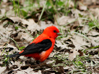 Scarlet Tanager MY14 #7507