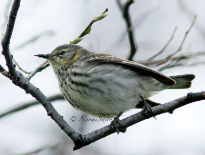 Cape May Warbler MY14 #8067