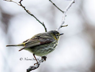 Cape May Warbler MY14 #8100