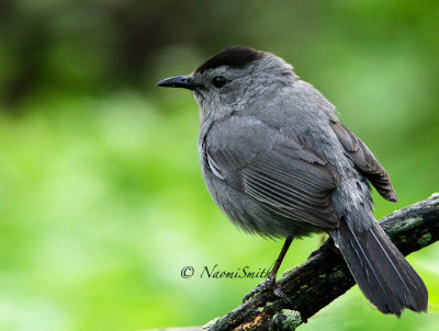 Gray Catbird - Dumetella carolinensis MY14 #8051