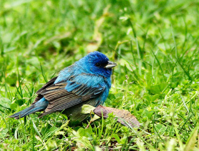 Indigo Bunting MY14 #8303