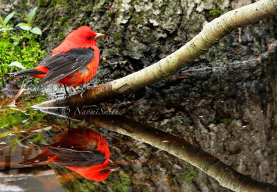 Scarlet Tanager MY14 #8448
