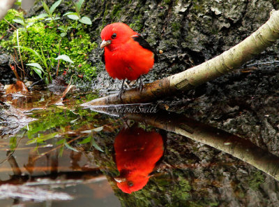 Scarlet Tanager MY14 #8451 