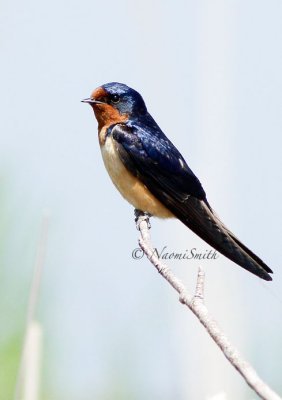 Barn Swallow-Hirundo rustica MY14 #8770
