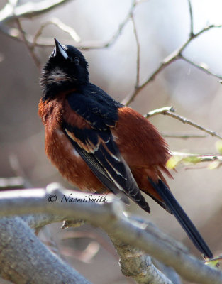 Orchard Oriole MY14 #8802