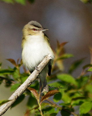 Red-eyed Vireo - Vireo olivaceus  MY14 #8695