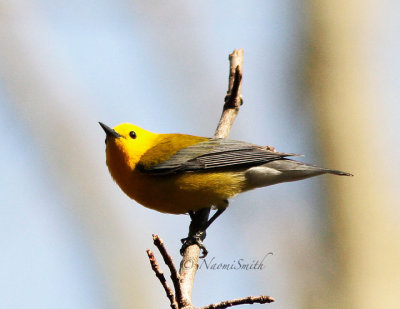 Prothonotary Warbler MY14 #8864