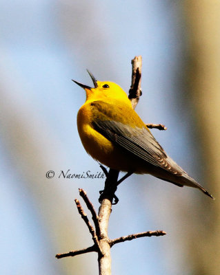 Prothonotary Warbler MY14 #8868