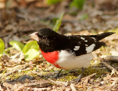 Rose-breasted Grosbeak MY14 #8838