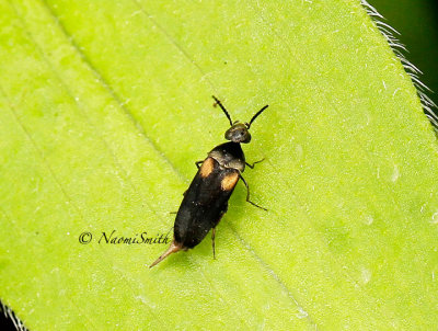 Mordellochroa scapularis MY14 #9496