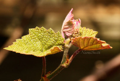 Grape Leaves emerging MY14 #9418