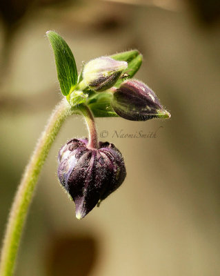 Clematis integrifolia MY14 #9398