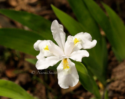 Iris cristata alba MY14 #9410