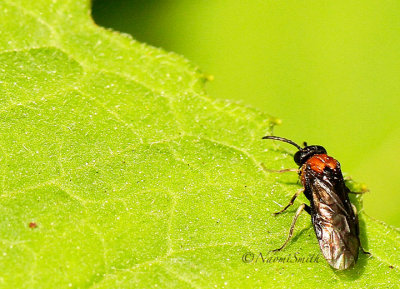 Eutomostethus ephippium MY14 #9422