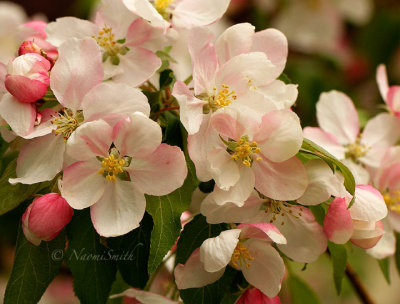 Crabapple Blossoms MY14 #9193