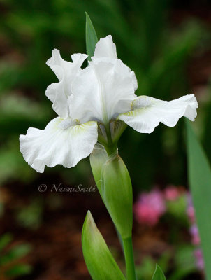 Iris Misty Twilight MY14 #7272