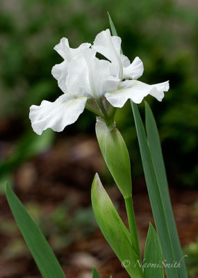 Iris Misty Twilight MY14 #7280