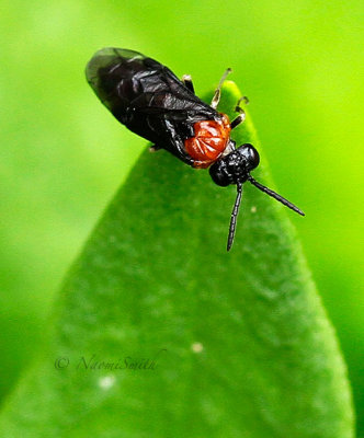 Eutomostethus ephippium MY14 #7307