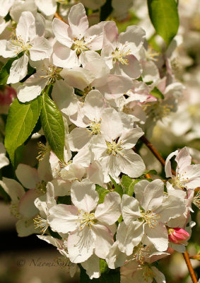 Cherry Blossoms MY14 #9308