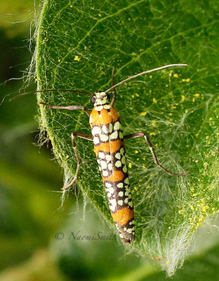 Ailanthus webworm Moth MY14 #9301