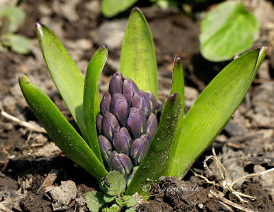 Hyacinth In Bud AP14 #6801