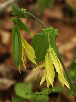 Bellwort MY14 #7799