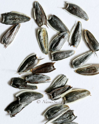 Zinnia Seeds MR14 #5902