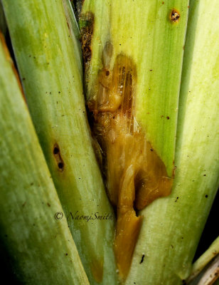Leaves JN14 #0351