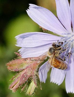 Honey Bee-Apis mellifera on Chickory AU14 #9924