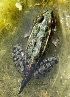 Northern Leopard Frog -  Rana pipiens AU14 #0363