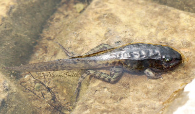 Northern Leopard Frog -  Rana pipiens Tadpole AU14 #0378