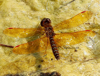 Eastern Amberwing AU14 #0657