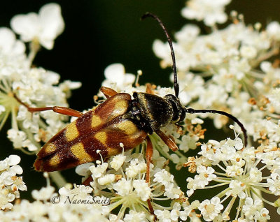 Flower Longhorn Beetle - Typocerus velutinus AU14 #0250