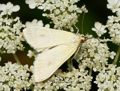 Sitochroa palealis AU14 #0316