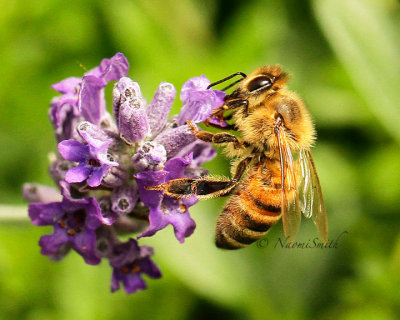 Honey Bee-Apis mellifera on lavender JL14 #4177