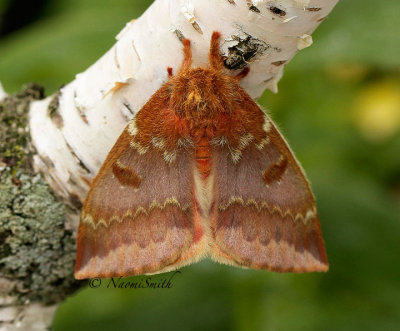 IO Moth - Female  JN14 #2726
