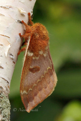 IO Moth - Female  JN14 #2737