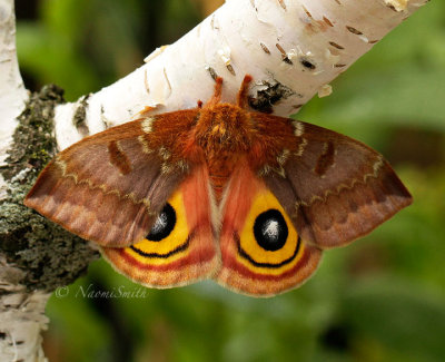 IO Moth - Female  JN14 #2749
