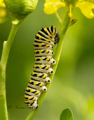 Eastern Black Swallowtail Caterpillar JN14 #2538